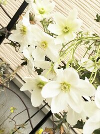 この植物 白い花 の名前 種類 を教えてください 今の季節 ５月 だと Yahoo 知恵袋