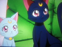 セーラームーンに出てくる猫のアルテミスは人間に変身するとイケメンと聞い Yahoo 知恵袋