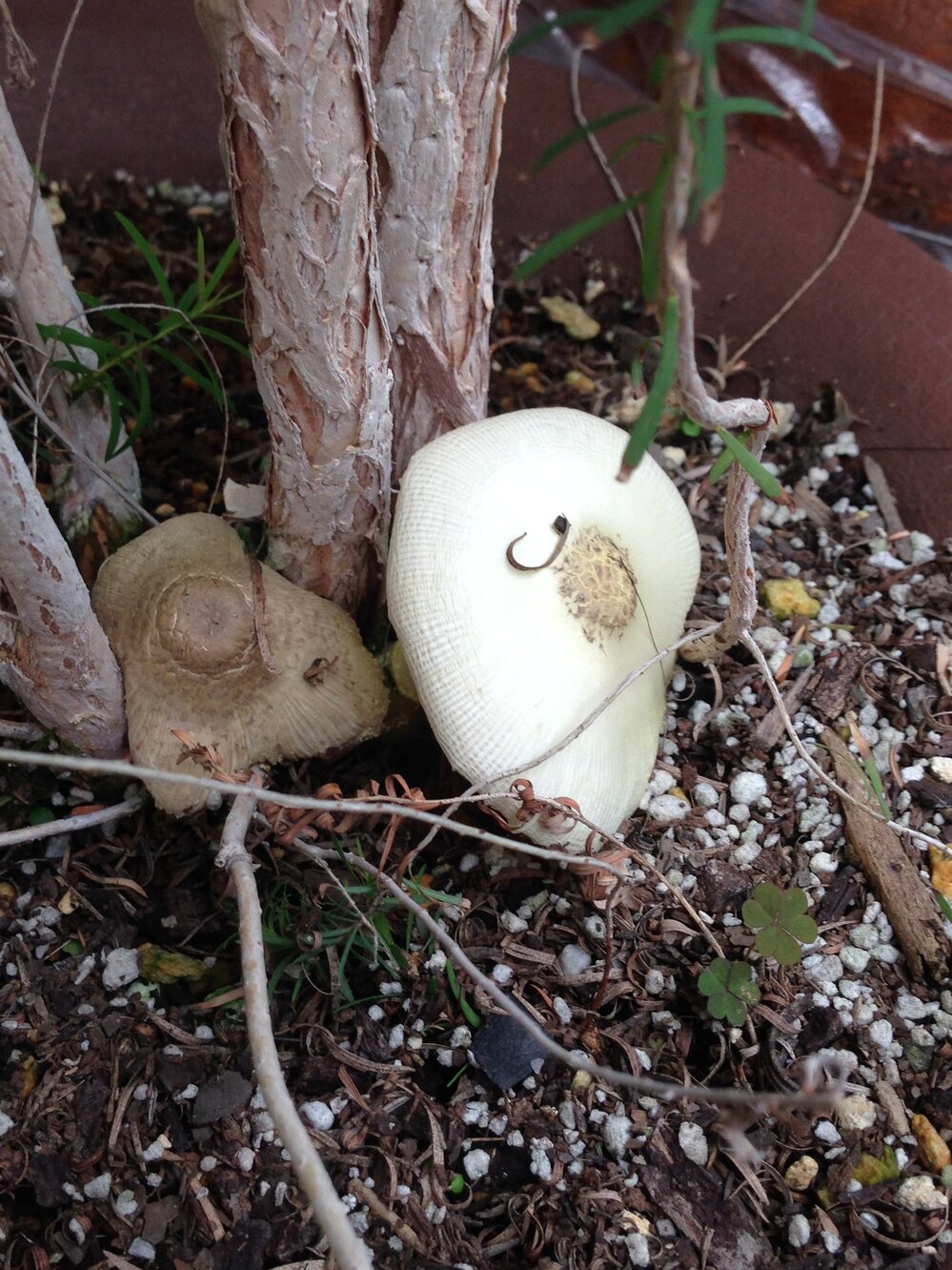 家の植木の根元にキノコが生えてきました 1度とったのですがすぐ出て来ま Yahoo 知恵袋