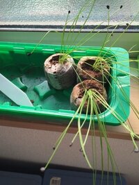 育苗したニラはなぜ倒れますか もうプランターに移植あるいは土に定植時に Yahoo 知恵袋