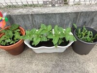 矢車草の育て方について 矢車草を種から育てようと思いますが Yahoo 知恵袋