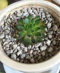 多肉植物の根腐れについて教えてください 1ヵ月ほど前に100 Yahoo 知恵袋