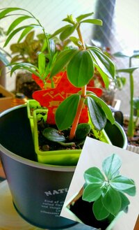 この観葉植物の名前を教えてください 先日ダイソーで購入したものです タ Yahoo 知恵袋