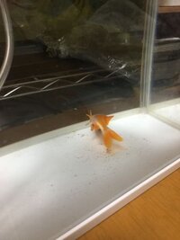 転覆病にかかった金魚を治そうと森永ココア純ココアを買ってきました Yahoo 知恵袋