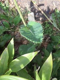 春の雑草について詳しい方いらっしゃいますか このトゲ Yahoo 知恵袋