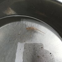 犬の水飲み皿に虫か寄生虫かよくわからないのが入っていましたこれがなんだ Yahoo 知恵袋