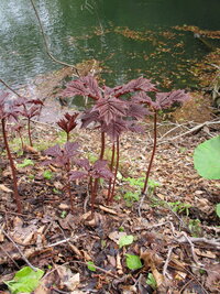 この赤い草の名前を教えてください 白神山地青池を見に行ったと Yahoo 知恵袋