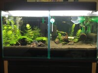 レッドビーシュリンプの水槽立ち上げについてこんばんは 今回新 Yahoo 知恵袋