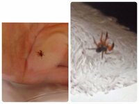 この蜘蛛について教えてください！ 手足が赤っぽいです。
5ミリちょっとあるとおもいます。
しかも動きが、前の触覚を伸ばしたり縮めたりしながら動きます。足は赤いのに。その動く伸び縮みする触覚だけは先っちょの半分が黒いです。