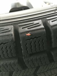 庭のタイヤに赤いクモみたいな虫が大量発生するしています 今朝 Yahoo 知恵袋