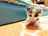 子猫が脳震盪をおこしてしまったのですが大丈夫でしょうか さっき Yahoo 知恵袋