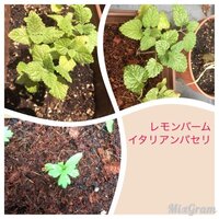 レモンバームの葉や芽が黒くなっています 葉に小さく黒い点が沢山あ Yahoo 知恵袋