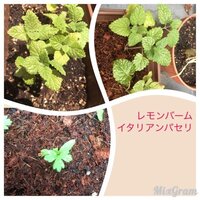 レモンバームの葉や芽が黒くなっています 葉に小さく黒い点が沢山あ Yahoo 知恵袋