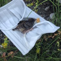 雀の雛を保護しました 育て方を調べようとしたところ 巣立ちヒ Yahoo 知恵袋