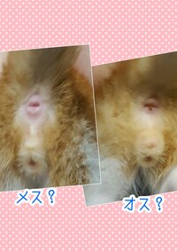 最近子猫を２匹飼い始めました 明後日病院にいく予定です まだ 性別がわ Yahoo 知恵袋