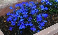 プランターに咲く背の低いこの青い花の名前をおしえてください Yahoo 知恵袋