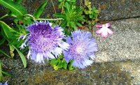 プランターから横にはみ出すこの中型の青紫の花の名前をおしえてください。 