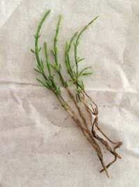 最近 家の裏に雑草が多く この草をスコップで掘って根っこから抜いても 次から次へ 教えて 住まいの先生 Yahoo 不動産