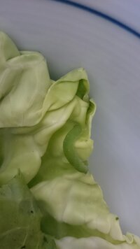 モンシロチョウの幼虫の青虫を飼っています 昨日までは 元気で餌もたくさ Yahoo 知恵袋