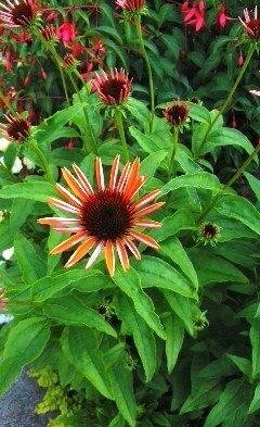 道路脇に咲いてるこの花びらの細い赤い花の名前をおしえてくださ Yahoo 知恵袋