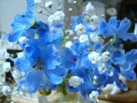 これはなんという花ですか 青い花は キンポウゲ科のデルフィニウム Yahoo 知恵袋