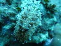 島根の隠岐諸島ではウミウシを食べるそうです 隠岐まではなかな Yahoo 知恵袋