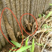 これは蟻や白蟻とかの巣ですか？
家の敷地内で発見しました。
すぐ近くには4~5匹ほど小指ほどある
毛虫もいました。

もし虫の巣であれば、
駆除した方が良いのか、
その方法なども教え てください。
宜しくお願い致します。

関東在住で、子どももいます。