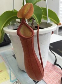 食虫植物のウツボカズラの育て方について質問お願い致します 先日 Yahoo 知恵袋