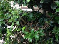 ひいらぎの葉が全体的に添付写真のように枯れてきています 原因 Yahoo 知恵袋