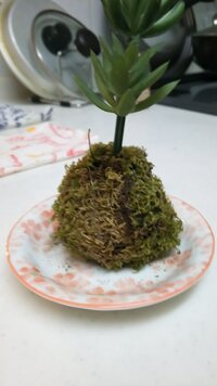 苔玉なんですが 5月中旬に作りました 苔の色が変色してきてしまったので Yahoo 知恵袋