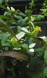 庭木でこの一部白い葉と小さな黄色い花のこれの名前をおしえてください Yahoo 知恵袋