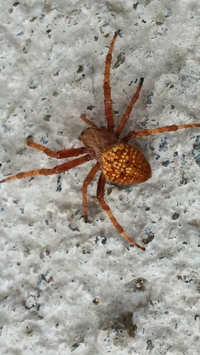 初めて見る蜘蛛が 余りにも怪しい蜘蛛の色手がオレンジ 体が黒で Yahoo 知恵袋