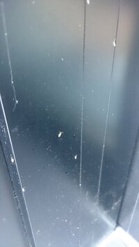 １ミリくらいの小さい虫大量の小さい虫が発生しています 玄関の前や Yahoo 知恵袋