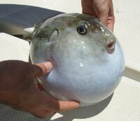 沖縄の水深300m付近で釣れたフグなのですが 何という名前のフグでしょ Yahoo 知恵袋