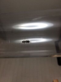 この虫の名前を教えて下さい 長野に住んでいます いつも気付くと家 Yahoo 知恵袋