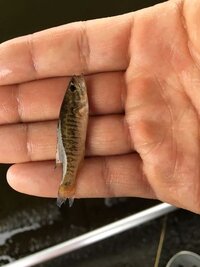 ブラックバスの稚魚を網ですくって飼いはじめました 2cmくらいでしょうか Yahoo 知恵袋