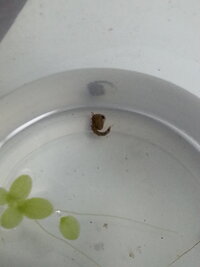 ビオトープの中の黒い粒 虫 について 最近 ビオトープの中に今までは見 Yahoo 知恵袋