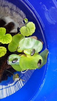 メダカの稚魚が生まれました 屋外の木陰でエアレーション無し 水草も Yahoo 知恵袋