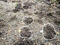 庭のあちこちに虫か何かが 小さな穴を掘ったような形跡がありま Yahoo 知恵袋