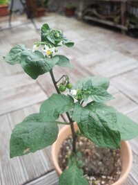 庭の植木鉢から勝手に生えてきました 雑草だと思うのですがなんとゆう植物 Yahoo 知恵袋