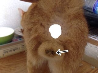 我が家で飼っている猫の睾丸部分に このような黒いシミ か分かりませ Yahoo 知恵袋