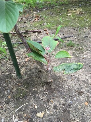 桜の幼木について質問です 自宅の庭に４年前に挿し木した八重桜 Yahoo 知恵袋