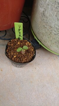 大きくなり過ぎたクリスマスローズについて うちのクリスマスローズが予想外に大 Yahoo 知恵袋