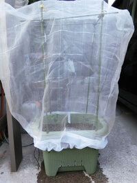 プランタートマトネット必要 一週間程留守にしますプラ Yahoo 知恵袋