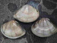 この貝の名前を教えて下さい 九十九里浜でみました コタマガイです Yahoo 知恵袋