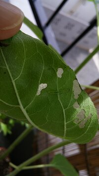 大至急お願いします タンポポの花の葉 葉脈 根の形 茎の断面はどうなって Yahoo 知恵袋