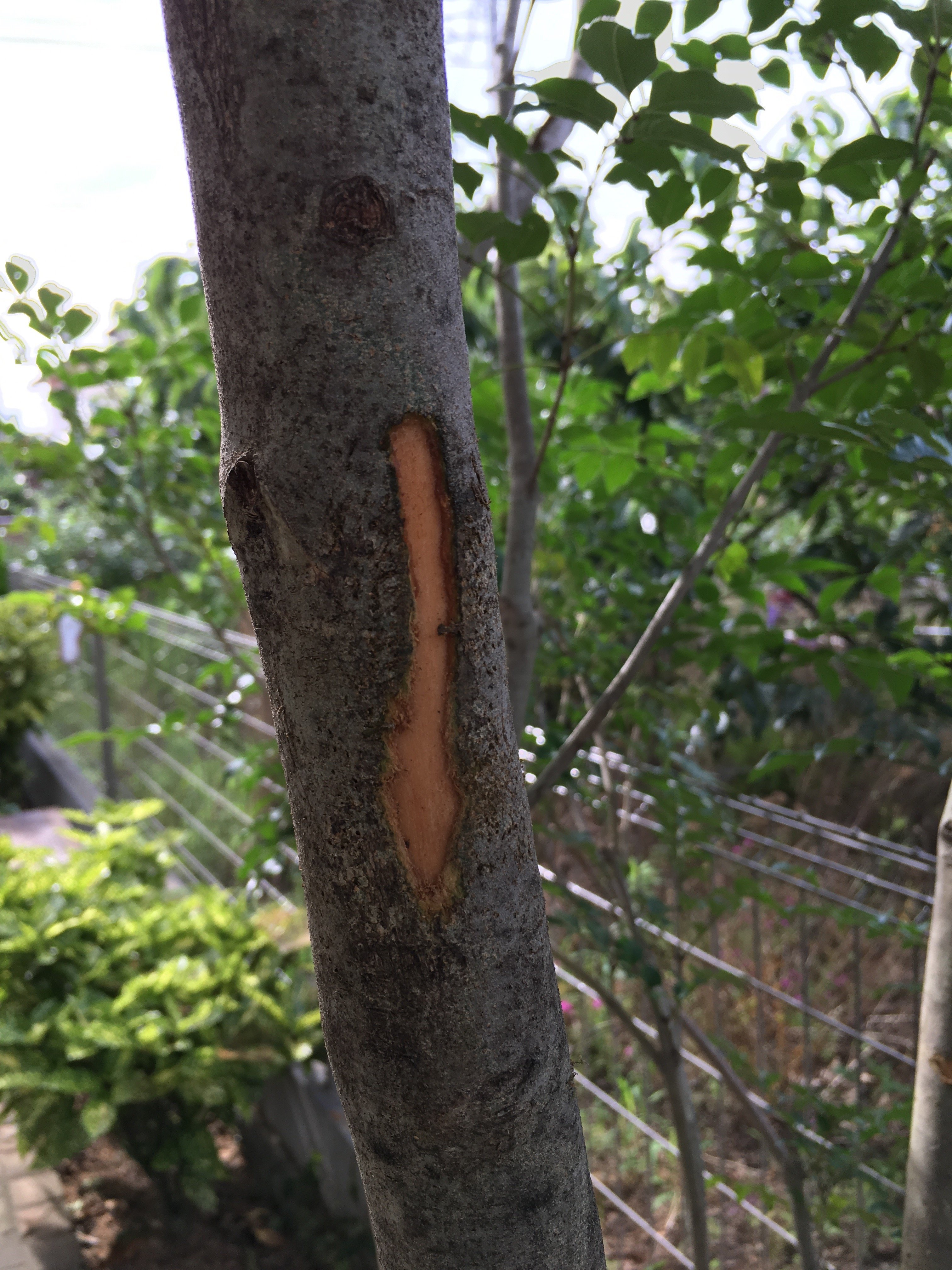 庭のシマトネリコにカブトムシが大量に集まるようになりました。よく見るとゴリゴリと樹皮を削りとっ...