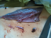 釣り餌鯖の切り身の作り方 生鯖かってきましたが これをど Yahoo 知恵袋