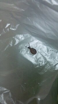 沖縄に住んでいるのですが 小さい虫が大量発生して困っています 大 Yahoo 知恵袋