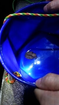 釣エサの青イソメを家で増やせますか 多毛類の飼育は難しく繁 Yahoo 知恵袋